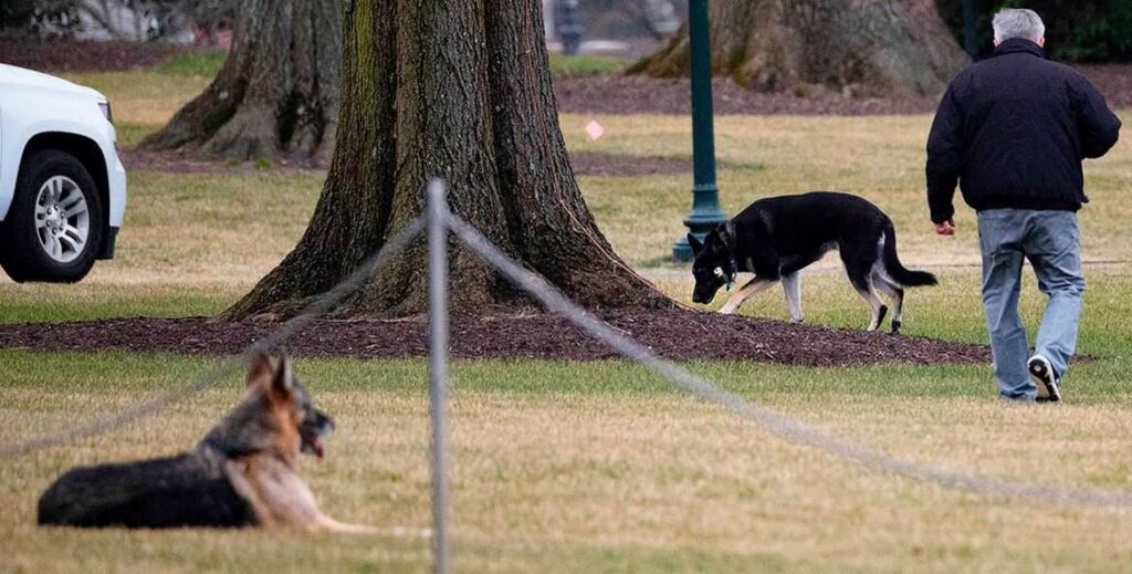 Anjing Biden kembali ke Delaware setelah insiden gigitan